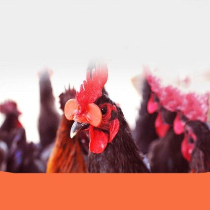 Featherguard Poultry Beak Protectors