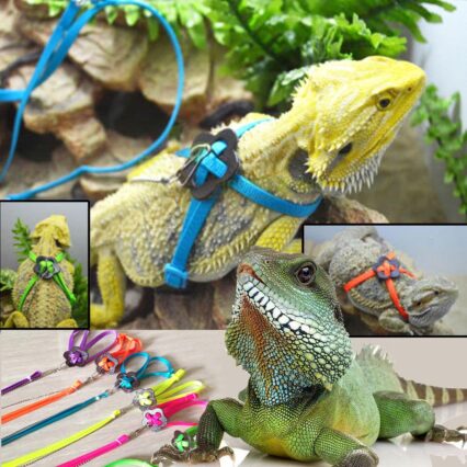 Lizard Adventure Harness And Leash Set