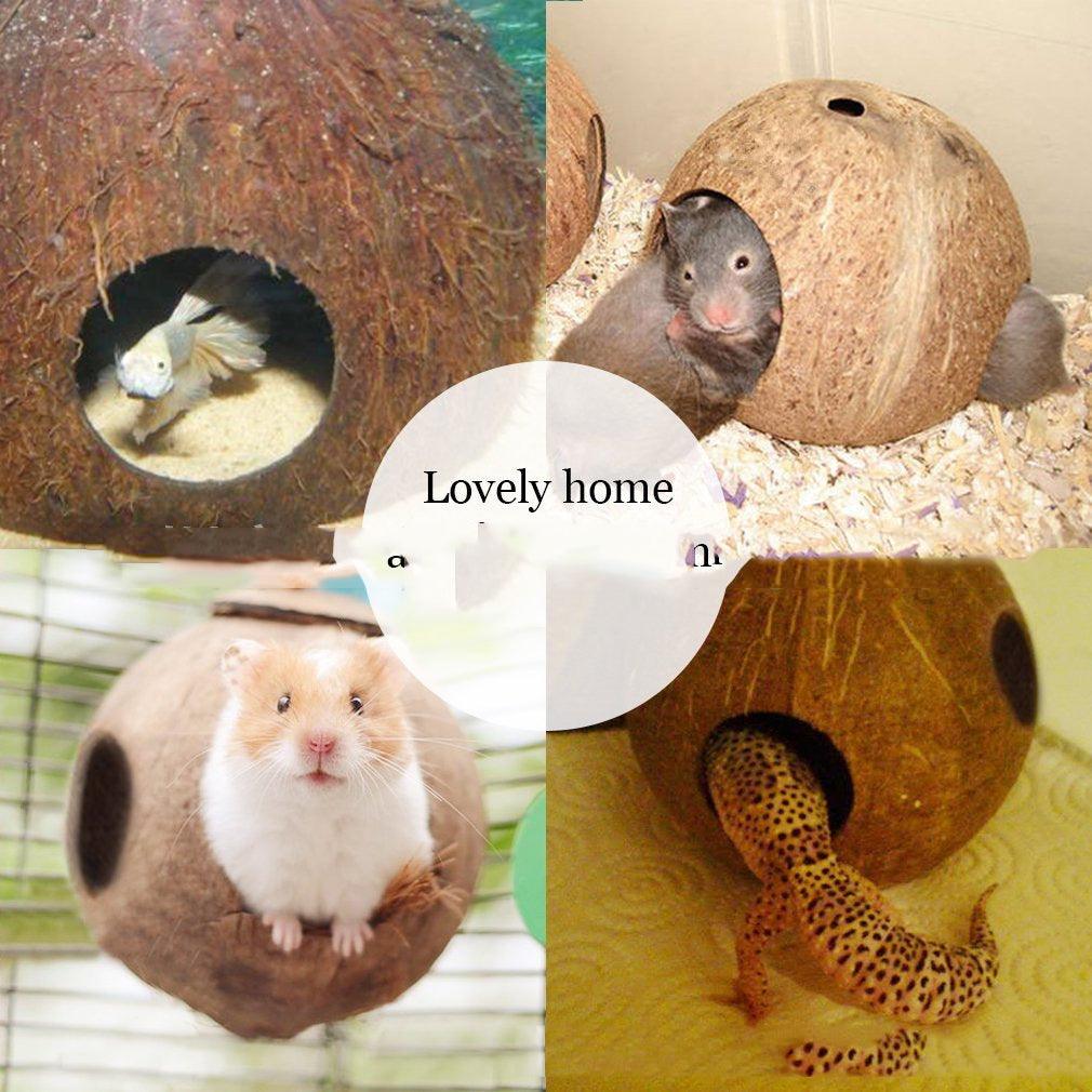 Rustic Retreat Coconut Shell Bird Nest Feeder - Image 3