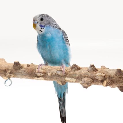 Interactive Bird Playground: Solid Wood Frame With Stand Pole