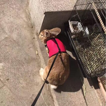 Pet Pawsome Nylon Leash: The Perfect Traction Belt For Small Fur Babies!
