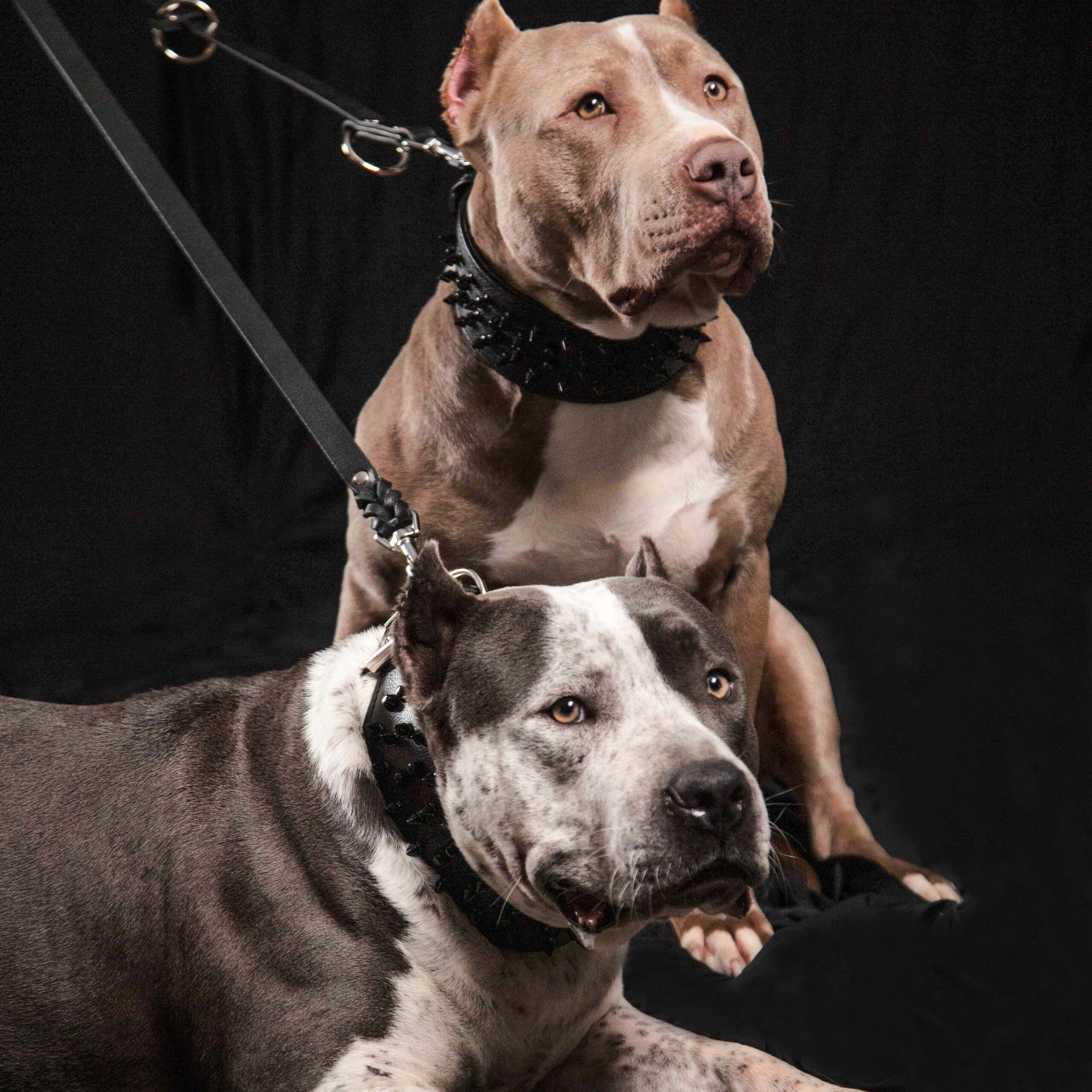 The Bestia multi purpose Police leash - Image 5