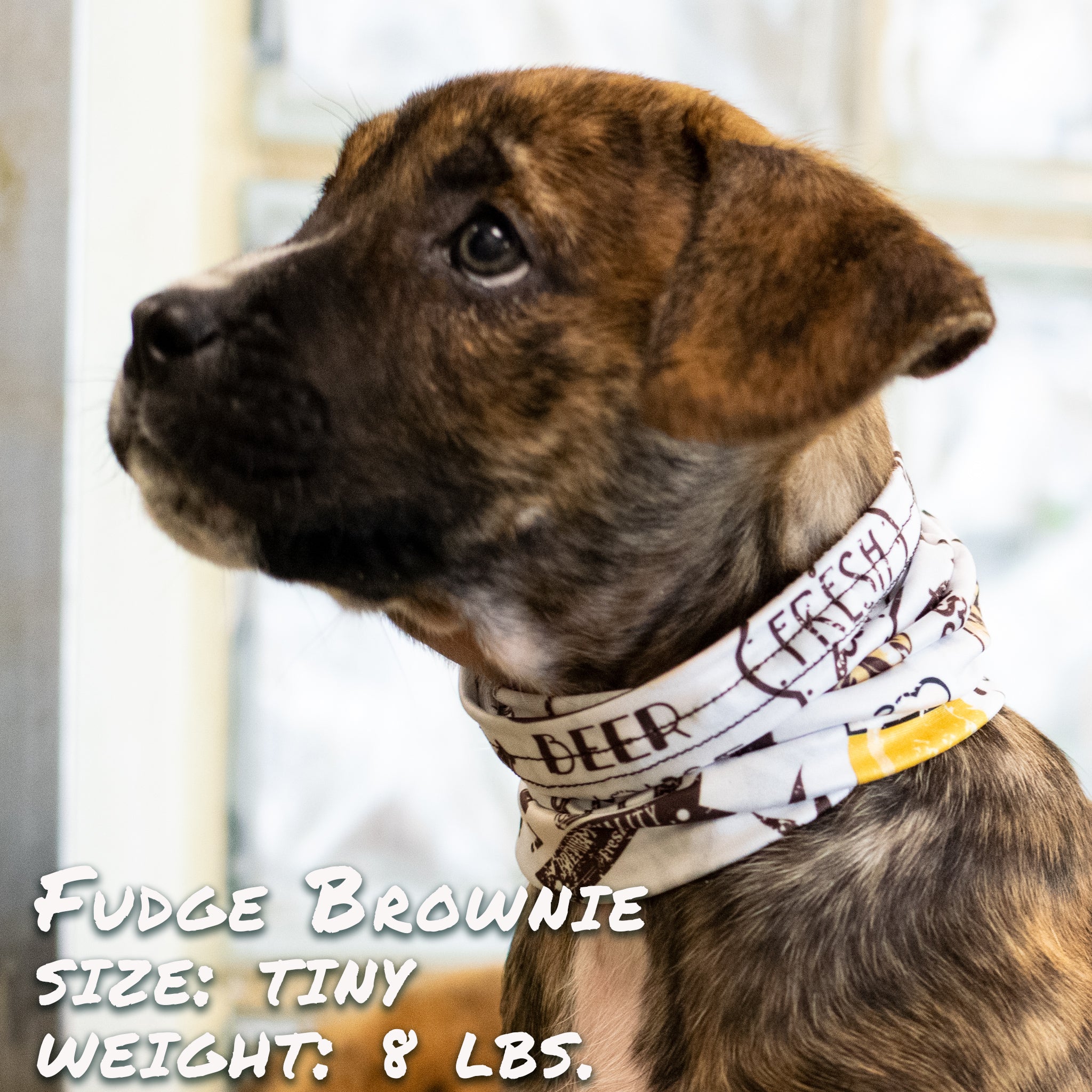 Beer Buddy Pup Scruff - Image 3