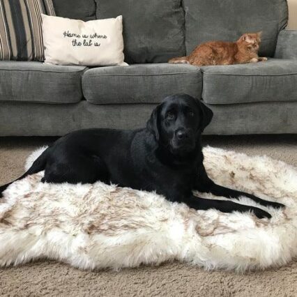 Cozycanine Plush Dog Bed - Luxurious Beige Mat For Restful Pet Sleep