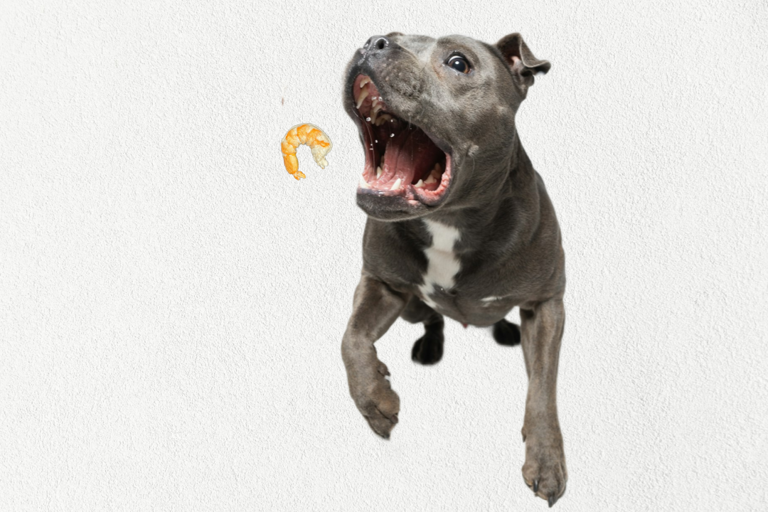 Single Ingredient, High Value Freeze-Dried Training Treats for Dogs & Cats - Shrimp - Image 3